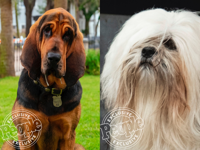 From left: Trusty and Peg in the live-action remake of Lady and the Tramp.